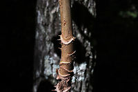 Devil's Walkingstick (Aralia spinosa) On a forested trail. <br />
https://www.jungledragon.com/image/83785/devils_walkingstick_aralia_spinosa.html Aralia spinosa,Geotagged,Summer,United States