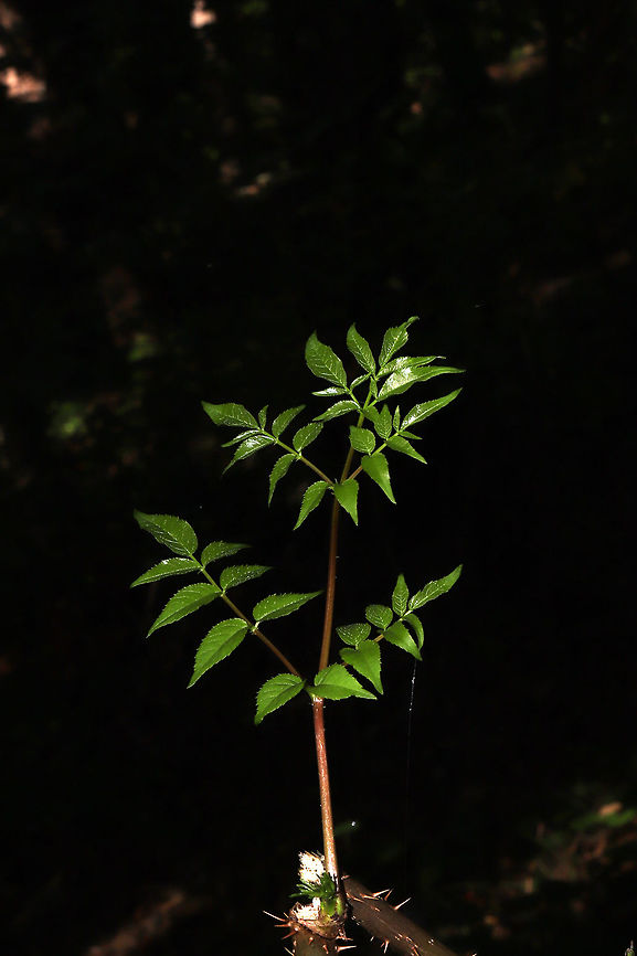 Devil's Walkingstick (Aralia spinosa) Young growth from a twig/stem. On a forested trail. <br />
<figure class="photo"><a href="https://www.jungledragon.com/image/83784/devils_walkingstick_aralia_spinosa.html" title="Devil&#039;s Walkingstick (Aralia spinosa)"><img src="https://s3.amazonaws.com/media.jungledragon.com/images/3231/83784_thumb.jpg?AWSAccessKeyId=05GMT0V3GWVNE7GGM1R2&Expires=1769040010&Signature=h3DROLnkGO3mxviAkKcM9l5K4Qc%3D" width="200" height="134" alt="Devil&#039;s Walkingstick (Aralia spinosa) On a forested trail. <br />
https://www.jungledragon.com/image/83785/devils_walkingstick_aralia_spinosa.html Aralia spinosa,Geotagged,Summer,United States" /></a></figure> Aralia spinosa,Geotagged,Summer,United States