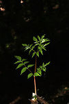 Devil's Walkingstick (Aralia spinosa) Young growth from a twig/stem. On a forested trail. <br />
https://www.jungledragon.com/image/83784/devils_walkingstick_aralia_spinosa.html Aralia spinosa,Geotagged,Summer,United States