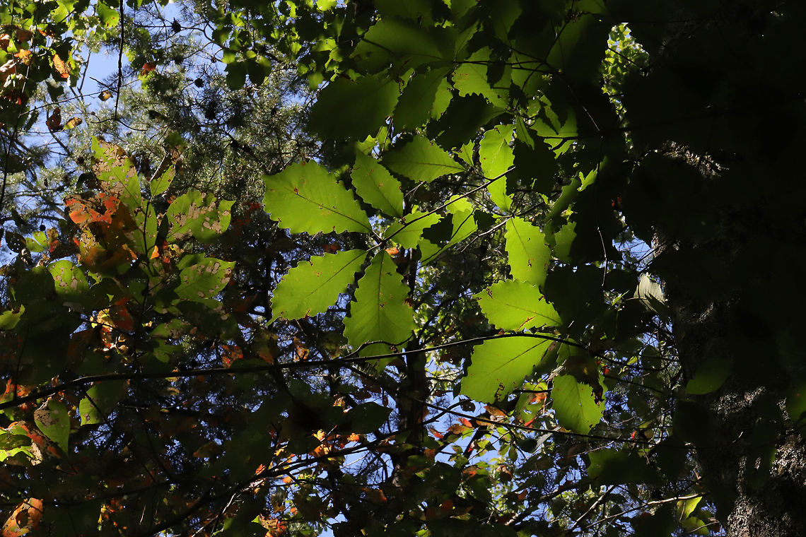 Chestnut Oak (Quercus montana) On a forested trail.  Chestnut oak,Geotagged,Quercus montana,Summer,United States