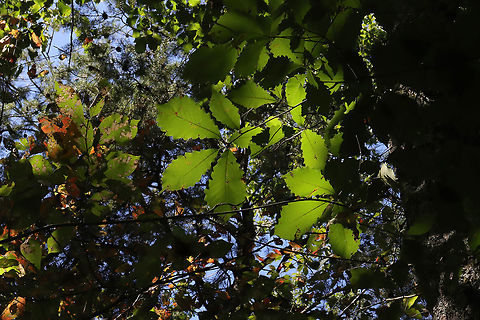 Chestnut Oak (Quercus montana) On a forested trail.  Chestnut oak,Geotagged,Quercus montana,Summer,United States