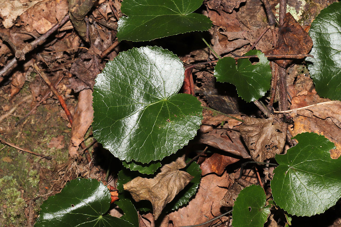 Galax (Galax urceolata) On a forested trail near a lakeside. <br />
I missed these in bloom, so I will have to wait until next year! Galax urceolata,Geotagged,Summer,United States,Wandplant