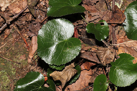 Galax (Galax urceolata) On a forested trail near a lakeside. 
I missed these in bloom, so I will have to wait until next year! Galax urceolata,Geotagged,Summer,United States,Wandplant