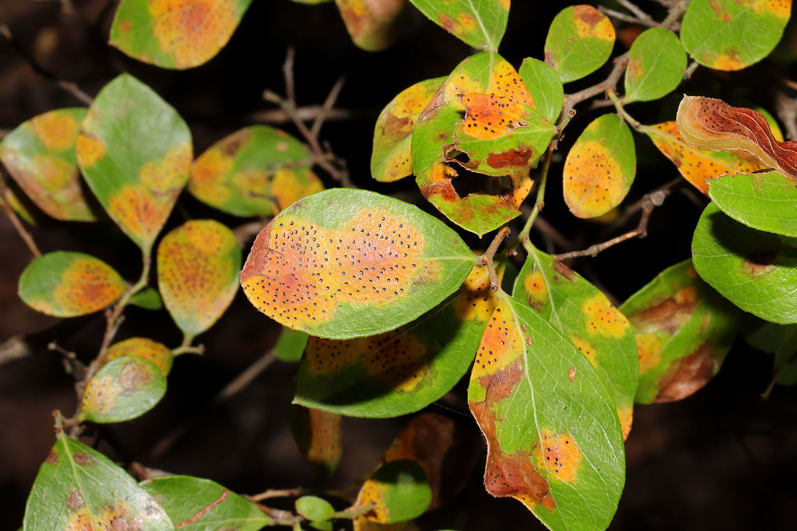 Fly-Speck Leaf Spot (Ophiodothella vaccinii) Fungus on Vaccinium sp. on a forested trail. <br />
<br />
I searched all over the internet, and I could not find this ID. Sometimes textbooks are a much better reference!<br />
From Page 44 of &ldquo;Diseases of Trees and Shrubs - 2nd Edition&rdquo; by Wayne A. Sinclair and Howard H. Lyon:<br />
This inconsequential disease, which affects species of Gaylusaccia and Vaccinium, is caused by Ophiodothella vaccinii and characterized by distinctive colorful lesions...The pathogen occurs widely in southeastern USA and also in Illinois and California. Blueberry Septoria Blight,Fly-Speck Leaf Spot,Geotagged,Ophiodothella vaccinii,Summer,United States