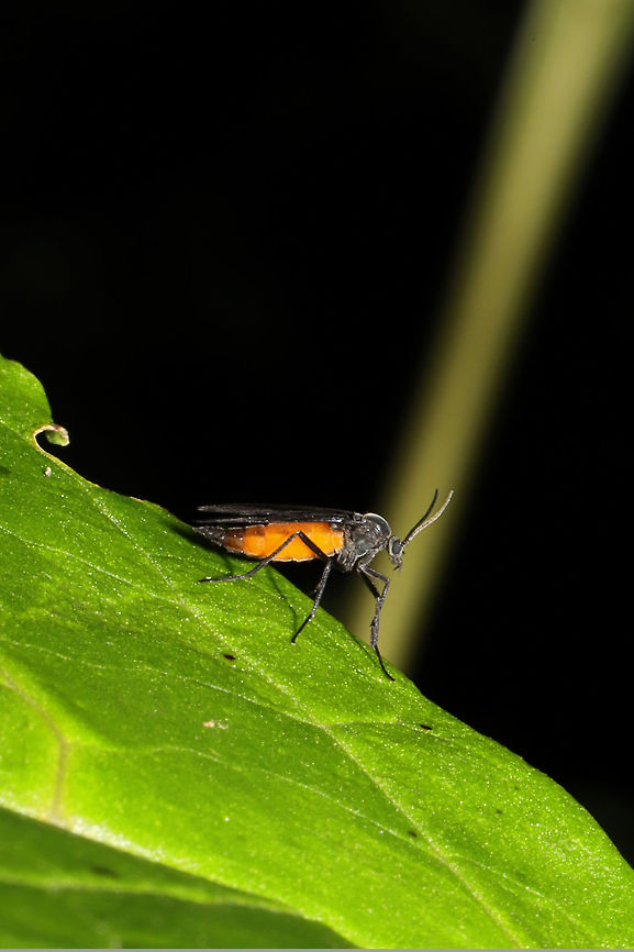 Odontosciara nigra A dark-winged fungus gnat on foliage at the edge of a dense mixed forest.<br />
Only got a couple of shots before it flew away! Geotagged,Odontosciara nigra,Summer,United States