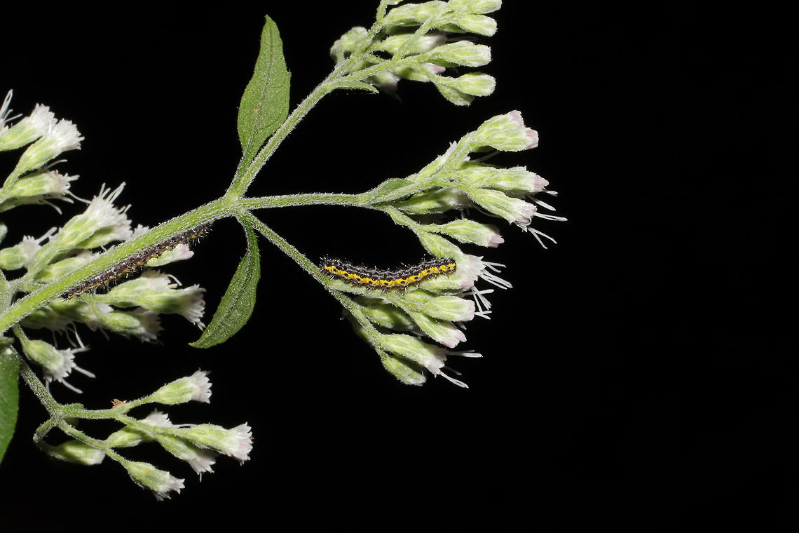 Neighbor Moth (Haploa contigua) Larvae Multiple larvae on Eupatorium serotinum. At the edge of a dense mixed forest. <br />
<figure class="photo"><a href="https://www.jungledragon.com/image/83847/neighbor_moth_haploa_contigua_larva.html" title="Neighbor Moth (Haploa contigua) Larva"><img src="https://s3.amazonaws.com/media.jungledragon.com/images/3231/83847_thumb.jpg?AWSAccessKeyId=05GMT0V3GWVNE7GGM1R2&Expires=1759968010&Signature=U%2FyNWqp4UkhCxe9%2BT5j1mF8d0q8%3D" width="200" height="134" alt="Neighbor Moth (Haploa contigua) Larva Larva on Eupatorium serotinum. At the edge of a dense mixed forest. <br />
https://www.jungledragon.com/image/83846/neighbor_moth_haploa_contigua_larvae.html Geotagged,Haploa contigua,Neighbor moth,Summer,United States" /></a></figure> Geotagged,Haploa contigua,Neighbor moth,Summer,United States