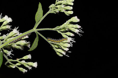 Neighbor Moth (Haploa contigua) Larvae Multiple larvae on Eupatorium serotinum. At the edge of a dense mixed forest. 
https://www.jungledragon.com/image/83847/neighbor_moth_haploa_contigua_larva.html Geotagged,Haploa contigua,Neighbor moth,Summer,United States