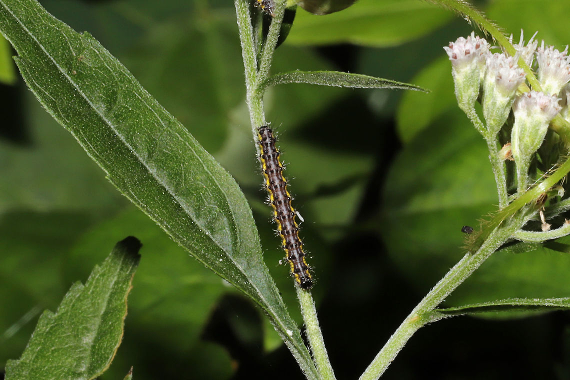 Neighbor Moth (Haploa contigua) Larva Larva on Eupatorium serotinum. At the edge of a dense mixed forest. <br />
<figure class="photo"><a href="https://www.jungledragon.com/image/83846/neighbor_moth_haploa_contigua_larvae.html" title="Neighbor Moth (Haploa contigua) Larvae"><img src="https://s3.amazonaws.com/media.jungledragon.com/images/3231/83846_thumb.jpg?AWSAccessKeyId=05GMT0V3GWVNE7GGM1R2&Expires=1759968010&Signature=F9OnstCrS8vghayh5pAaJTl2RuQ%3D" width="200" height="134" alt="Neighbor Moth (Haploa contigua) Larvae Multiple larvae on Eupatorium serotinum. At the edge of a dense mixed forest. <br />
https://www.jungledragon.com/image/83847/neighbor_moth_haploa_contigua_larva.html Geotagged,Haploa contigua,Neighbor moth,Summer,United States" /></a></figure> Geotagged,Haploa contigua,Neighbor moth,Summer,United States