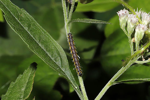 Neighbor Moth (Haploa contigua) Larva Larva on Eupatorium serotinum. At the edge of a dense mixed forest. 
https://www.jungledragon.com/image/83846/neighbor_moth_haploa_contigua_larvae.html Geotagged,Haploa contigua,Neighbor moth,Summer,United States