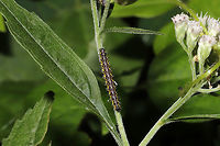 Neighbor Moth (Haploa contigua) Larva Larva on Eupatorium serotinum. At the edge of a dense mixed forest. <br />
https://www.jungledragon.com/image/83846/neighbor_moth_haploa_contigua_larvae.html Geotagged,Haploa contigua,Neighbor moth,Summer,United States