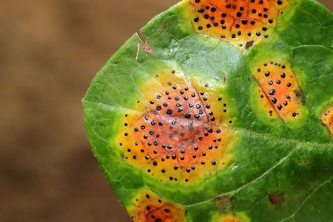 Fly-Speck Leaf Spot (Ophiodothella vaccinii) Fungus on Vaccinium sp. on a forested trail.

I searched all over the internet, and I could not find this ID. Sometimes textbooks are a much better reference!
From Page 44 of “Diseases of Trees and Shrubs - 2nd Edition” by Wayne A. Sinclair and Howard H. Lyon:
This inconsequential disease, which affects species of Gaylusaccia and Vaccinium, is caused by Ophiodothella vaccinii and characterized by distinctive colorful lesions...The pathogen occurs widely in southeastern USA and also in Illinois and California.  Fly-Speck Leaf Spot,Geotagged,Ophiodothella vaccinii,Summer,United States