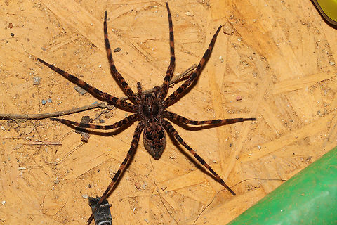 Dark Fishing Spider (Dolomedes tenebrosus) Our new resident spider in our storage container/shed! We see it nearly every morning in this location! At the disturbed edge of a dense mixed forest.  Dark Fishing Spider,Dolomedes tenebrosus,Geotagged,Summer,United States
