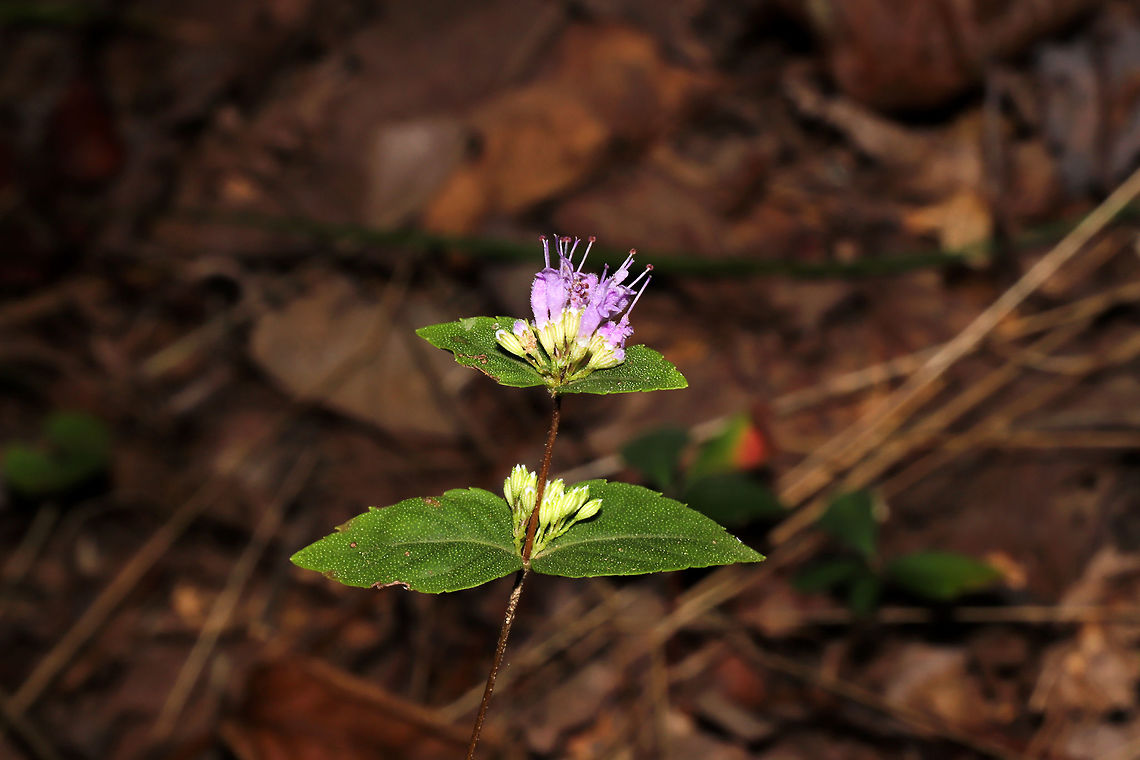 Stone Mint (Cunila origanoides) On a forested trail. <br />
My first time seeing this flower! I would like to go back and photograph it when the blooms are fully opened.<br />
<br />
This plant smells slightly of oregano! From what I'm reading, it is was/has been used medicinally by Native Americans (either smoked or brewed into a tea). Cunila origanoides,Geotagged,Summer,United States