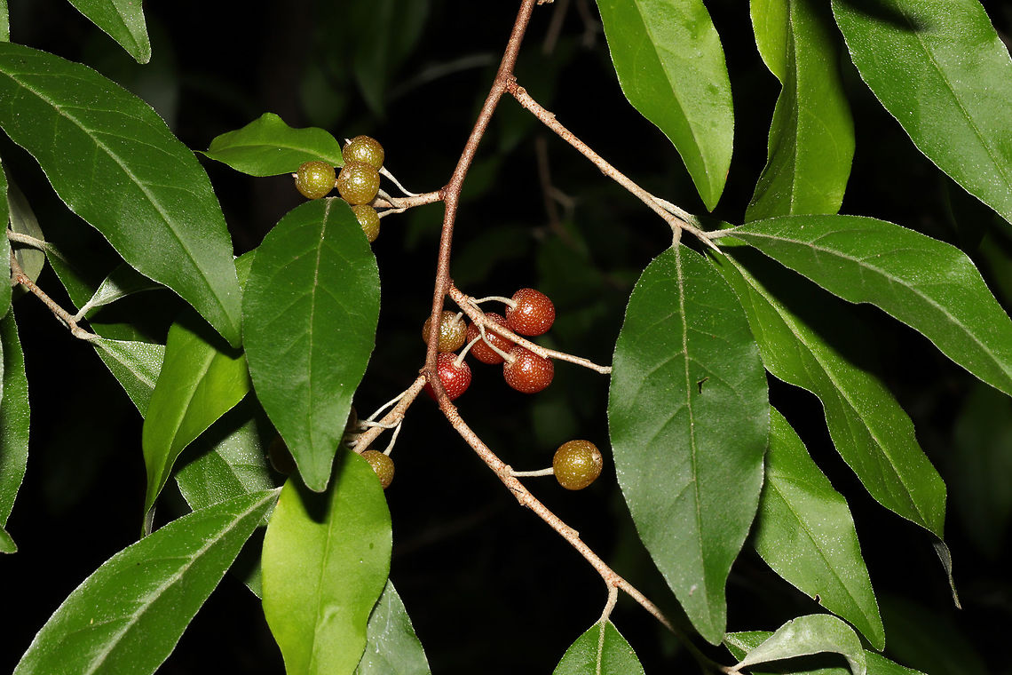 Autumn Olive (Elaeagnus umbellata) Rows of these shrubs/trees were at the entrance to a woodland trail. <br />
<figure class="photo"><a href="https://www.jungledragon.com/image/83861/autumn_olive_elaeagnus_umbellata.html" title="Autumn Olive (Elaeagnus umbellata)"><img src="https://s3.amazonaws.com/media.jungledragon.com/images/3231/83861_thumb.jpg?AWSAccessKeyId=05GMT0V3GWVNE7GGM1R2&Expires=1759968010&Signature=0WUp4BMEYW2bhGXn4hxl7gzXCnI%3D" width="200" height="134" alt="Autumn Olive (Elaeagnus umbellata) Rows of these shrubs/trees were at the entrance to a woodland trail. <br />
https://www.jungledragon.com/image/83860/autumn_olive_elaeagnus_umbellata.html Autumn olive,Elaeagnus umbellata,Geotagged,Summer,United States" /></a></figure> Autumn olive,Elaeagnus umbellata,Geotagged,Summer,United States