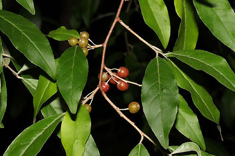 Autumn Olive (Elaeagnus umbellata) Rows of these shrubs/trees were at the entrance to a woodland trail. 
https://www.jungledragon.com/image/83861/autumn_olive_elaeagnus_umbellata.html Autumn olive,Elaeagnus umbellata,Geotagged,Summer,United States