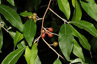 Autumn Olive (Elaeagnus umbellata) Rows of these shrubs/trees were at the entrance to a woodland trail. <br />
https://www.jungledragon.com/image/83861/autumn_olive_elaeagnus_umbellata.html Autumn olive,Elaeagnus umbellata,Geotagged,Summer,United States