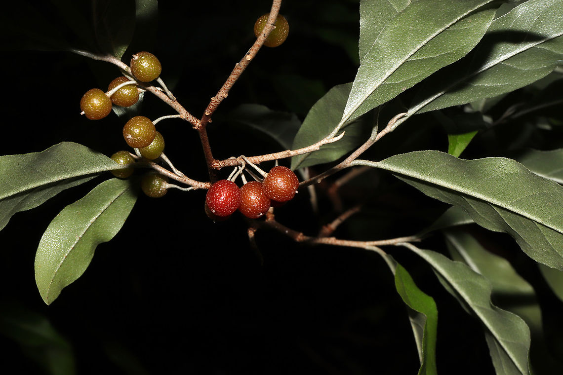 Autumn Olive (Elaeagnus umbellata) Rows of these shrubs/trees were at the entrance to a woodland trail. <br />
<figure class="photo"><a href="https://www.jungledragon.com/image/83860/autumn_olive_elaeagnus_umbellata.html" title="Autumn Olive (Elaeagnus umbellata)"><img src="https://s3.amazonaws.com/media.jungledragon.com/images/3231/83860_thumb.jpg?AWSAccessKeyId=05GMT0V3GWVNE7GGM1R2&Expires=1763596810&Signature=bML91UNDkvfFj8lomBmBGBMy2Jw%3D" width="200" height="134" alt="Autumn Olive (Elaeagnus umbellata) Rows of these shrubs/trees were at the entrance to a woodland trail. <br />
https://www.jungledragon.com/image/83861/autumn_olive_elaeagnus_umbellata.html Autumn olive,Elaeagnus umbellata,Geotagged,Summer,United States" /></a></figure> Autumn olive,Elaeagnus umbellata,Geotagged,Summer,United States