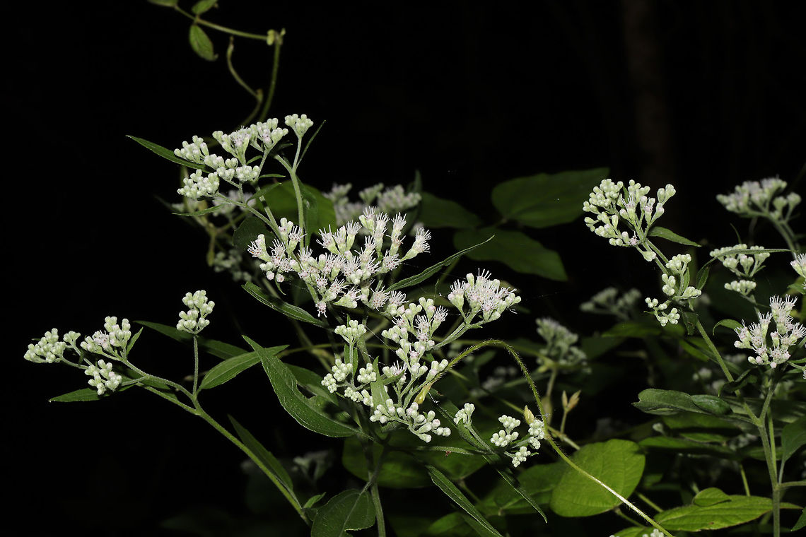 Late Boneset (Eupatorium serotinum) One of our most abundant wildflowers in late summer. On roadsides and at the edges of the forest. I also have to mention that this is a very valuable pollinator plant! Eupatorium serotinum,Geotagged,Late boneset,Summer,United States