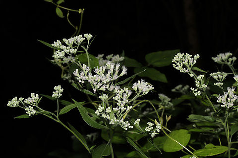 Late Boneset (Eupatorium serotinum) One of our most abundant wildflowers in late summer. On roadsides and at the edges of the forest. I also have to mention that this is a very valuable pollinator plant! Eupatorium serotinum,Geotagged,Late boneset,Summer,United States