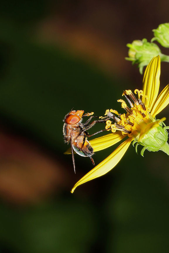 Iridescent Bromeliad Fly (Copestylum vesicularium) On Helianthus microcephalus at a dense mixed forest edge. <br />
<figure class="photo"><a href="https://www.jungledragon.com/image/83988/iridescent_bromeliad_fly_copestylum_vesicularium.html" title="Iridescent Bromeliad Fly (Copestylum vesicularium)"><img src="https://s3.amazonaws.com/media.jungledragon.com/images/3231/83988_thumb.jpg?AWSAccessKeyId=05GMT0V3GWVNE7GGM1R2&Expires=1767225610&Signature=qY2X4ejdaVLWljmynPmsn4OAkm4%3D" width="96" height="152" alt="Iridescent Bromeliad Fly (Copestylum vesicularium) On Helianthus microcephalus at a dense mixed forest edge. <br />
https://www.jungledragon.com/image/83987/iridescent_bromeliad_fly_copestylum_vesicularium.html Copestylum vesicularium,Geotagged,United States" /></a></figure> Copestylum vesicularium,Geotagged,Summer,United States