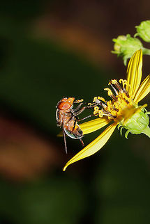 Iridescent Bromeliad Fly (Copestylum vesicularium) On Helianthus microcephalus at a dense mixed forest edge. 
https://www.jungledragon.com/image/83988/iridescent_bromeliad_fly_copestylum_vesicularium.html Copestylum vesicularium,Geotagged,Summer,United States