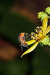 Iridescent Bromeliad Fly (Copestylum vesicularium) On Helianthus microcephalus at a dense mixed forest edge. <br />
https://www.jungledragon.com/image/83988/iridescent_bromeliad_fly_copestylum_vesicularium.html Copestylum vesicularium,Geotagged,Summer,United States