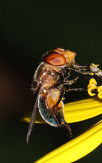 Iridescent Bromeliad Fly (Copestylum vesicularium) On Helianthus microcephalus at a dense mixed forest edge. 
https://www.jungledragon.com/image/83987/iridescent_bromeliad_fly_copestylum_vesicularium.html Copestylum vesicularium,Geotagged,United States