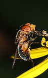 Iridescent Bromeliad Fly (Copestylum vesicularium) On Helianthus microcephalus at a dense mixed forest edge. <br />
https://www.jungledragon.com/image/83987/iridescent_bromeliad_fly_copestylum_vesicularium.html Copestylum vesicularium,Geotagged,United States