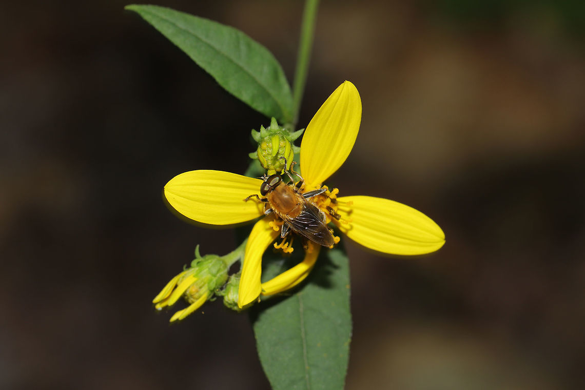 Orangeback (Pterallastes thoracicus) On Helianthus microcephalus at the edge of a dense mixed forest. <br />
Excuse the blur! I was messing with camera settings, and this fly was moving a lot! Geotagged,Pterallastes thoracicus,Summer,United States