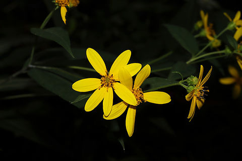 Small Woodland Sunflower (Helianthus microcephalus) At the edge of a dense mixed forest.  Geotagged,Helianthus microcephalus,Summer,United States