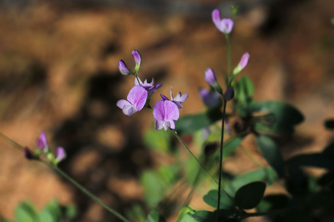 Creeping Lespedeza (Lespedeza repens) At the edge of a dense mixed forest.  Creeping Lespedeza,Geotagged,Lespedeza repens,Summer,United States