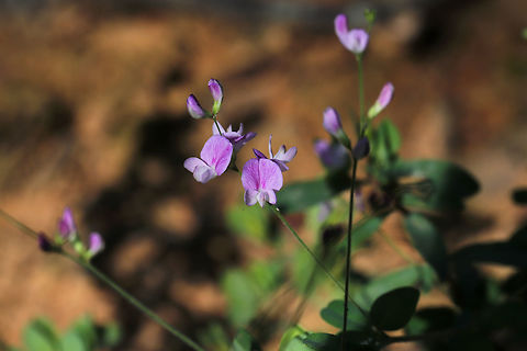 Creeping Lespedeza