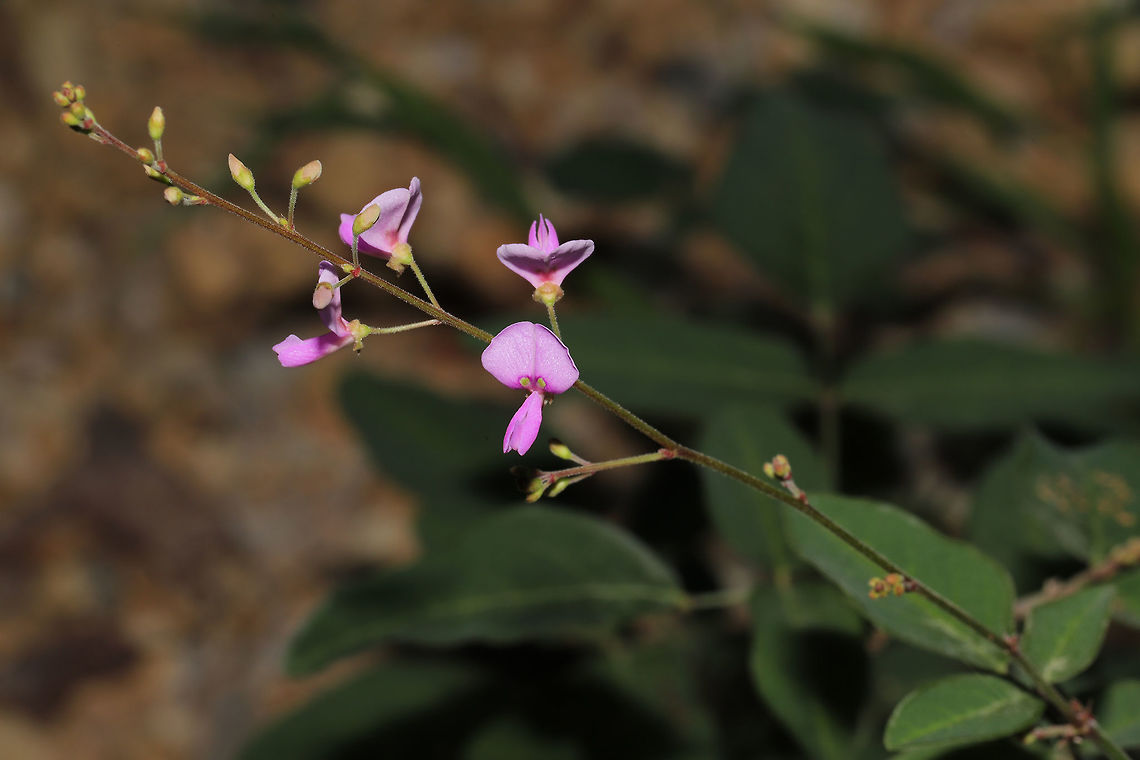 Panicled Ticktrefoil (Desmodium paniculatum) At a disturbed forest edge.  Desmodium paniculatum,Geotagged,Summer,United States