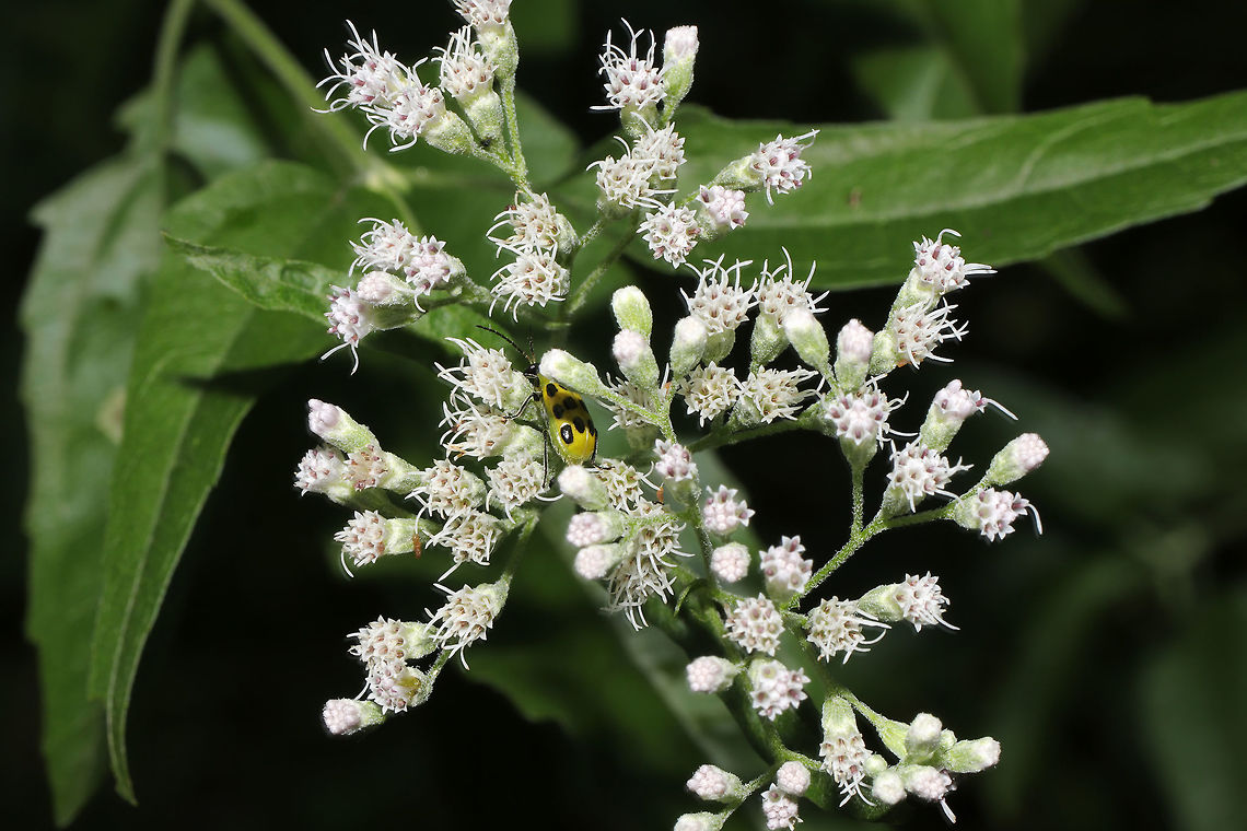 Spotted Cucumber Beetle (Diabrotica undecimpunctata) on Late Boneset Beetle on Late Boneset (Eupatorium serotinum) at the edge of a dense mixed forest. Diabrotica undecimpunctata,Geotagged,Spotted cucumber beetle,Summer,United States