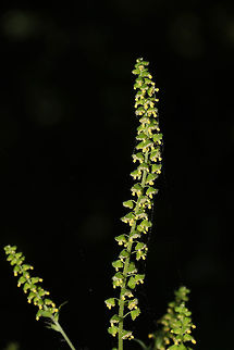 Common Ragweed (Ambrosia artemisiifolia) - Fruiting At the disturbed edge of a dense mixed forest.  Ambrosia artemisiifolia,Annual Ragweed,Geotagged,Summer,United States