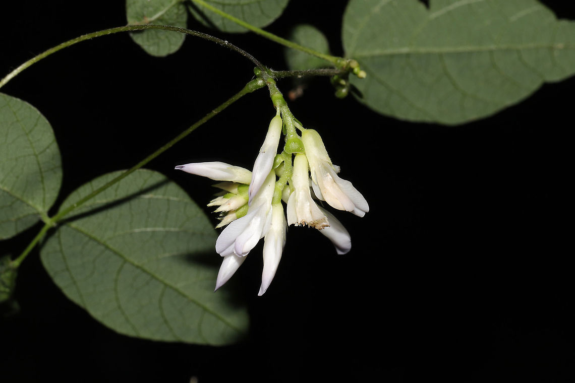 American Hog-Peanut (Amphicarpaea bracteata) At a dense mixed forest edge.  Amphicarpaea bracteata,Geotagged,Hog-peanut,Summer,United States