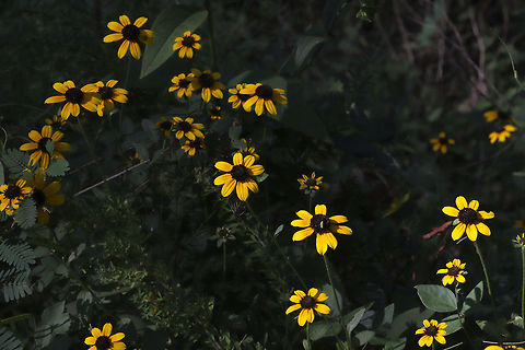 Brown-Eyed Susans On a dirt roadside at a forest edge. 
These two photos were the result of me playing around with settings :D Gotta experiment, right?!
https://www.jungledragon.com/image/84056/brown-eyed_susans.html Brown-eyed Susan,Geotagged,Rudbeckia triloba,Summer,United States