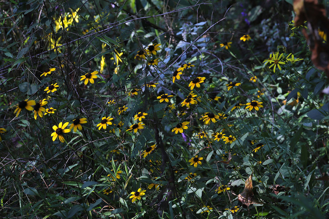 Brown-Eyed Susans On a dirt roadside at a forest edge.<br />
These two photos were the result of me playing around with settings :D Gotta experiment, right?! <br />
<figure class="photo"><a href="https://www.jungledragon.com/image/84055/brown-eyed_susans.html" title="Brown-Eyed Susans"><img src="https://s3.amazonaws.com/media.jungledragon.com/images/3231/84055_thumb.jpg?AWSAccessKeyId=05GMT0V3GWVNE7GGM1R2&Expires=1759968010&Signature=NEefATOYv3yjcFNo0kRIXEswRVQ%3D" width="200" height="134" alt="Brown-Eyed Susans On a dirt roadside at a forest edge. <br />
These two photos were the result of me playing around with settings :D Gotta experiment, right?!<br />
https://www.jungledragon.com/image/84056/brown-eyed_susans.html Brown-eyed Susan,Geotagged,Rudbeckia triloba,Summer,United States" /></a></figure> Brown-eyed Susan,Geotagged,Rudbeckia triloba,Summer,United States