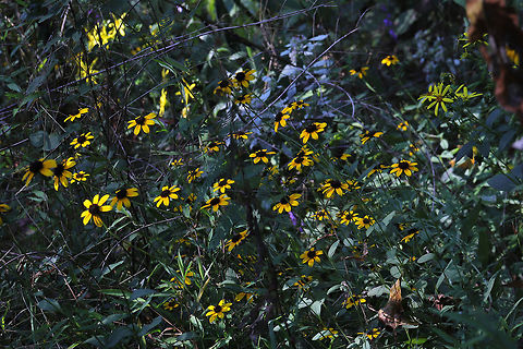 Brown-Eyed Susans On a dirt roadside at a forest edge.
These two photos were the result of me playing around with settings :D Gotta experiment, right?! 
https://www.jungledragon.com/image/84055/brown-eyed_susans.html Brown-eyed Susan,Geotagged,Rudbeckia triloba,Summer,United States
