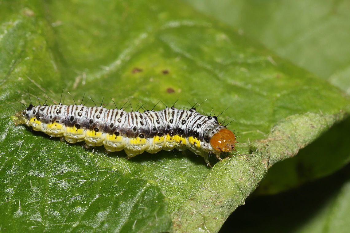 Cross-striped Cabbageworm Moth Larva (Evergestis rimosalis) This chubby little larva was chowing down on my Collard Greens (Brassica oleracea) from the farm CSA! What a beautiful little gift with our food share! Evergestis rimosalis,Geotagged,Summer,United States
