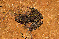 Pickerel Frog (Lithobates palustris) At the disturbed edge of a dense mixed forest. Resting on moist (dewy) soil in the VERY early morning.<br />
https://www.jungledragon.com/image/84181/pickerel_frog_lithobates_palustris.html Geotagged,Lithobates palustris,Pickerel frog,Summer,United States