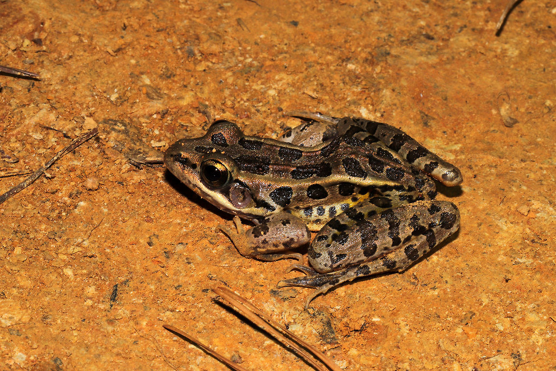 Pickerel Frog (Lithobates palustris) At the disturbed edge of a dense mixed forest. Resting on moist (dewy) soil in the VERY early morning. <br />
<figure class="photo"><a href="https://www.jungledragon.com/image/84180/pickerel_frog_lithobates_palustris.html" title="Pickerel Frog (Lithobates palustris)"><img src="https://s3.amazonaws.com/media.jungledragon.com/images/3231/84180_thumb.jpg?AWSAccessKeyId=05GMT0V3GWVNE7GGM1R2&Expires=1759968010&Signature=pIn3oC2MQLj3mseBnIFpP%2B8NALc%3D" width="200" height="134" alt="Pickerel Frog (Lithobates palustris) At the disturbed edge of a dense mixed forest. Resting on moist (dewy) soil in the VERY early morning.<br />
https://www.jungledragon.com/image/84181/pickerel_frog_lithobates_palustris.html Geotagged,Lithobates palustris,Pickerel frog,Summer,United States" /></a></figure> Geotagged,Lithobates palustris,Pickerel frog,Summer,United States