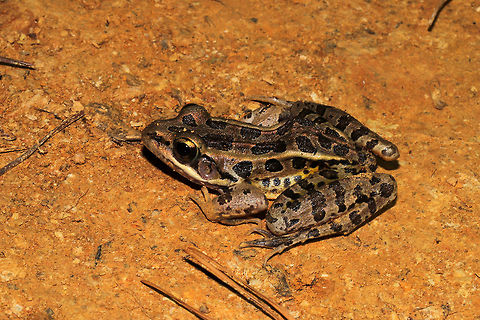 Pickerel Frog (Lithobates palustris) At the disturbed edge of a dense mixed forest. Resting on moist (dewy) soil in the VERY early morning. 
https://www.jungledragon.com/image/84180/pickerel_frog_lithobates_palustris.html Geotagged,Lithobates palustris,Pickerel frog,Summer,United States