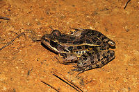 Pickerel Frog (Lithobates palustris) At the disturbed edge of a dense mixed forest. Resting on moist (dewy) soil in the VERY early morning. <br />
https://www.jungledragon.com/image/84180/pickerel_frog_lithobates_palustris.html Geotagged,Lithobates palustris,Pickerel frog,Summer,United States