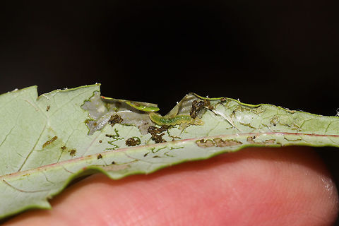 Sumac Leaftier Moth (Episimus argutana) Leaf roller moth larva on Smooth Sumac (Rhus glabra) at the edge of a dense mixed forest.
https://www.jungledragon.com/image/84246/sumac_leaftier_moth_episimus_argutana.html Episimus argutana,Geotagged,Sumac Leaftier Moth,Summer,United States