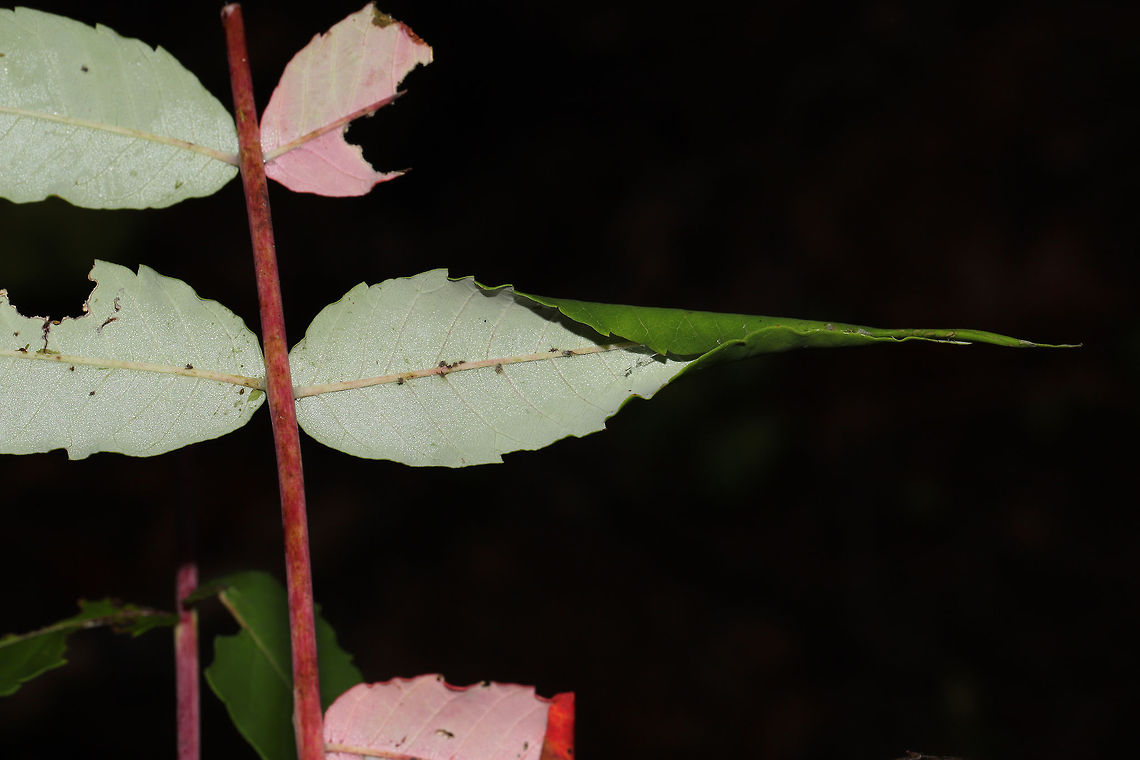 Sumac Leaftier Moth (Episimus argutana) A photo of the actual leaf shelter made by this lovely leaf roller!<br />
<br />
Leaf roller moth larva on Smooth Sumac (Rhus glabra) at the edge of a dense mixed forest. <br />
<figure class="photo"><a href="https://www.jungledragon.com/image/84245/sumac_leaftier_moth_episimus_argutana.html" title="Sumac Leaftier Moth (Episimus argutana)"><img src="https://s3.amazonaws.com/media.jungledragon.com/images/3231/84245_thumb.jpg?AWSAccessKeyId=05GMT0V3GWVNE7GGM1R2&Expires=1759968010&Signature=w0fF%2BiuZceF%2FM6%2F3s3SMtY15iBg%3D" width="200" height="134" alt="Sumac Leaftier Moth (Episimus argutana) Leaf roller moth larva on Smooth Sumac (Rhus glabra) at the edge of a dense mixed forest.<br />
https://www.jungledragon.com/image/84246/sumac_leaftier_moth_episimus_argutana.html Episimus argutana,Geotagged,Sumac Leaftier Moth,Summer,United States" /></a></figure> Episimus argutana,Geotagged,Sumac Leaftier Moth,Summer,United States