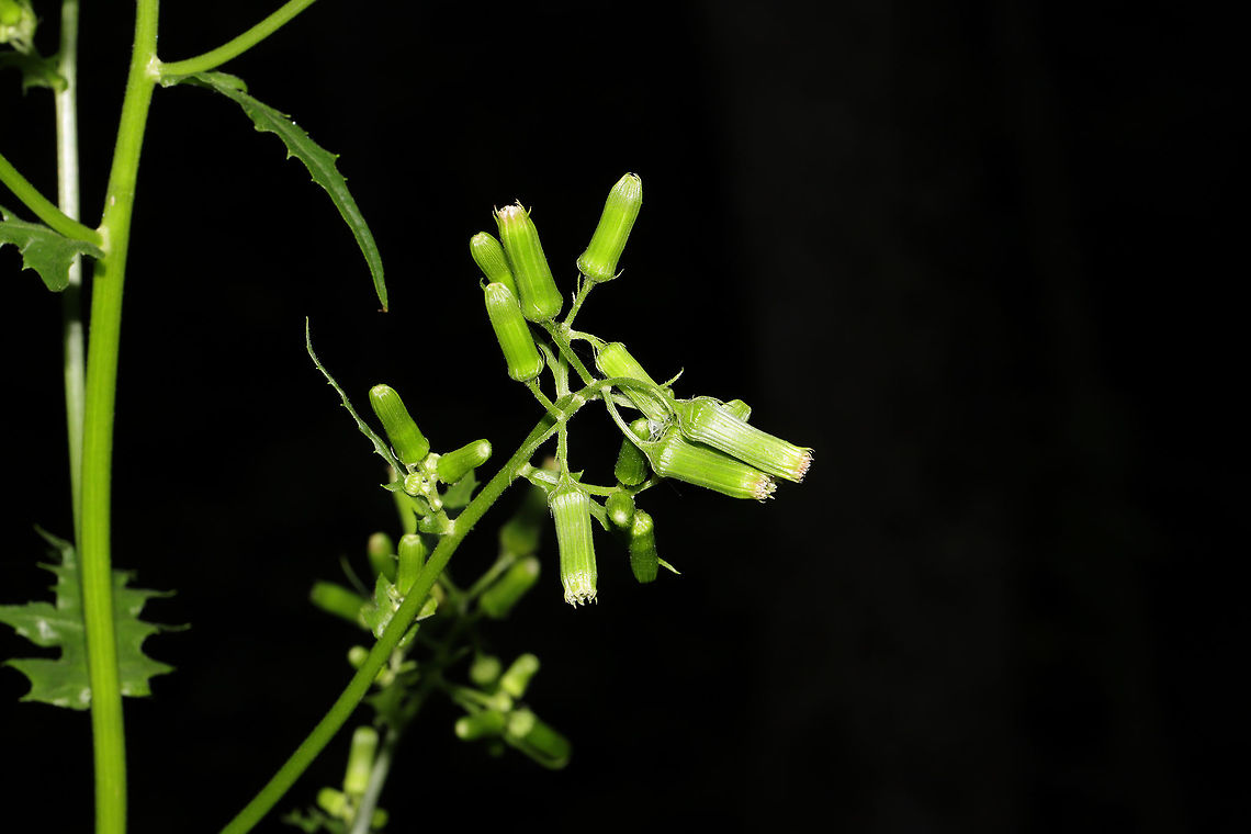 Fireweed (Erechtites hieraciifolius) At a dense mixed forest edge.<br />
<figure class="photo"><a href="https://www.jungledragon.com/image/84248/fireweed_erechtites_hieraciifolius.html" title="Fireweed (Erechtites hieraciifolius)"><img src="https://s3.amazonaws.com/media.jungledragon.com/images/3231/84248_thumb.jpg?AWSAccessKeyId=05GMT0V3GWVNE7GGM1R2&Expires=1769040010&Signature=J7OHdQyzwgdKOUw9%2B5gYNHgWOKo%3D" width="102" height="152" alt="Fireweed (Erechtites hieraciifolius) At a dense mixed forest edge. <br />
https://www.jungledragon.com/image/84247/fireweed_erechtites_hieraciifolius.html Erechtites hieraciifolius,Geotagged,Summer,United States" /></a></figure> Erechtites hieraciifolius,Geotagged,Summer,United States