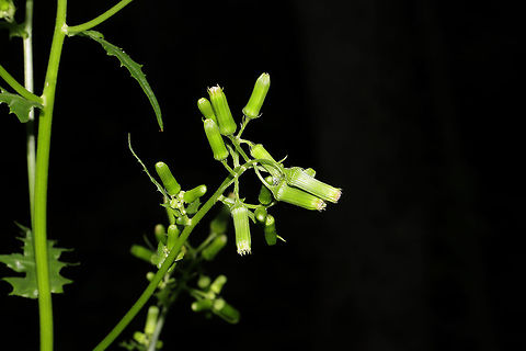 Fireweed (Erechtites hieraciifolius) At a dense mixed forest edge.
https://www.jungledragon.com/image/84248/fireweed_erechtites_hieraciifolius.html Erechtites hieraciifolius,Geotagged,Summer,United States