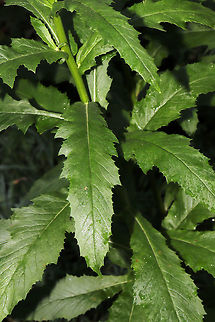 Fireweed (Erechtites hieraciifolius) At a dense mixed forest edge. 
https://www.jungledragon.com/image/84247/fireweed_erechtites_hieraciifolius.html Erechtites hieraciifolius,Geotagged,Summer,United States