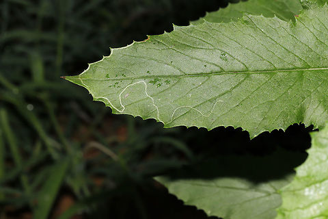 Leaf Miner Moth (Phyllocnistis insignis) Damage on Fireweed (Erechtites hieraciifolius) Leaf Miner Moth damage on fireweed at a dense mixed forest edge. Geotagged,Phyllocnistis insignis,Summer,United States